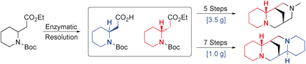 Gram-Scale Synthesis of the (−)-Sparteine Surrogate and (−)-Sparteine